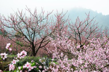 Güzel çiçekler bahar mevsiminde şeftali çiçek açması