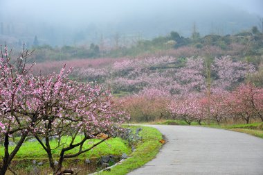Güzel çiçekler bahar mevsiminde şeftali çiçek açması