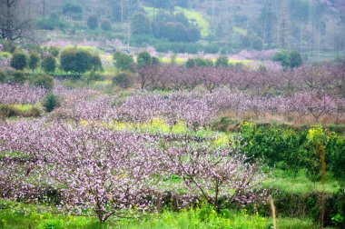 Güzel çiçekler bahar mevsiminde şeftali çiçek açması