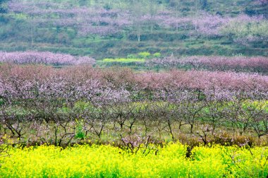 Güzel çiçekler bahar mevsiminde şeftali çiçek açması