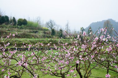 Güzel çiçekler bahar mevsiminde şeftali çiçek açması