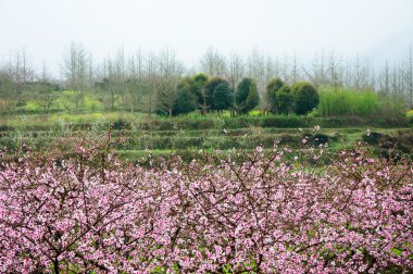 Güzel çiçekler bahar mevsiminde şeftali çiçek açması