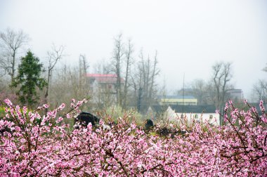 Güzel çiçekler bahar mevsiminde şeftali çiçek açması