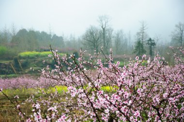 Güzel çiçekler bahar mevsiminde şeftali çiçek açması