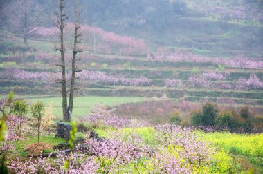 Güzel çiçekler bahar mevsiminde şeftali çiçek açması