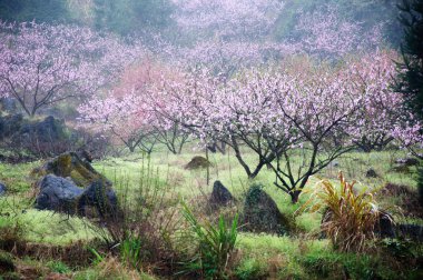 Güzel çiçekler bahar mevsiminde şeftali çiçek açması