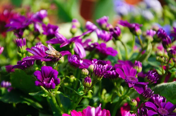 Güzel çiçek cineraria Çiçek bahçesinde