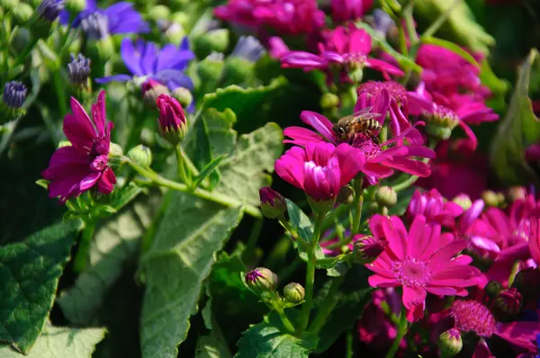 Güzel çiçek cineraria Çiçek bahçesinde