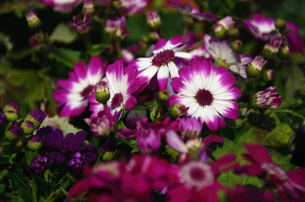 Güzel çiçek cineraria Çiçek bahçesinde