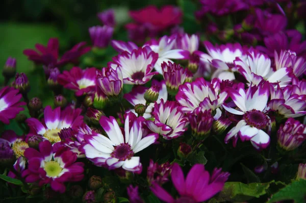 Güzel çiçek cineraria Çiçek bahçesinde