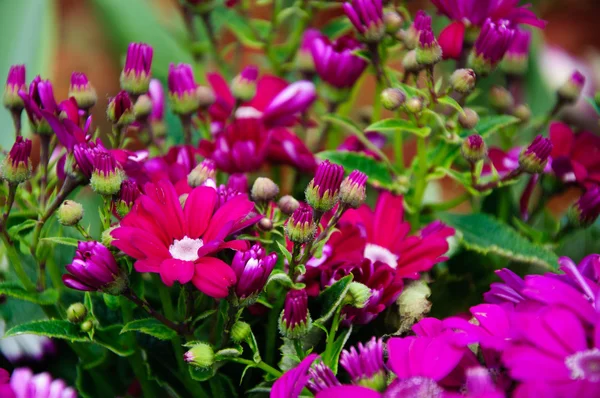 Güzel çiçek cineraria Çiçek bahçesinde