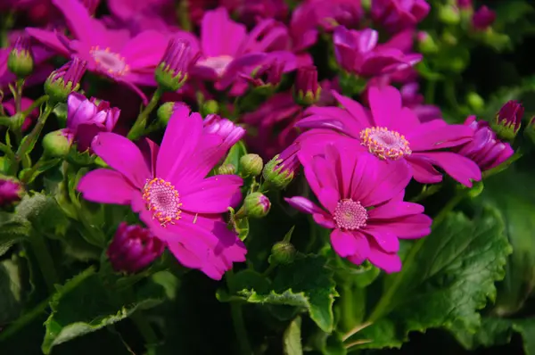 Güzel çiçek cineraria Çiçek bahçesinde