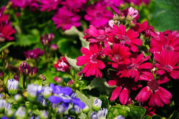 Güzel çiçek cineraria Çiçek bahçesinde