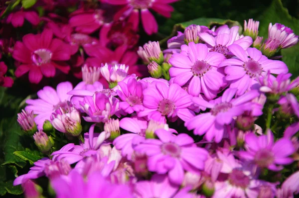 Mooie bloeiende cineraria bloemen in de tuin — Stockfoto