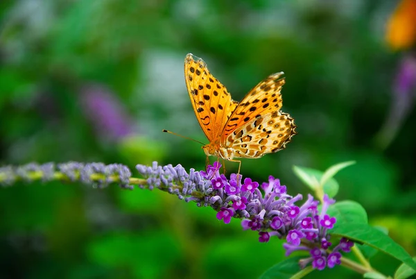 Borboleta e flor — Fotografia de Stock