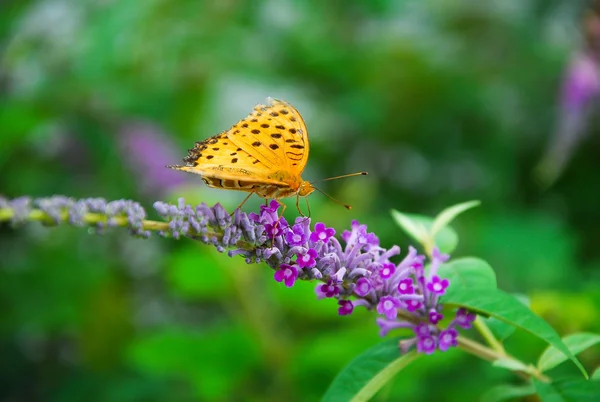 Borboleta e flor — Fotografia de Stock