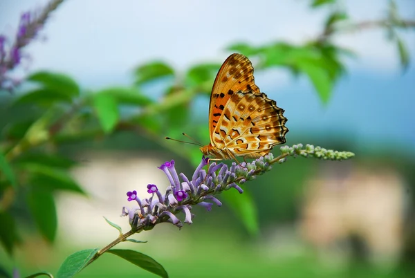 Borboleta e flor — Fotografia de Stock