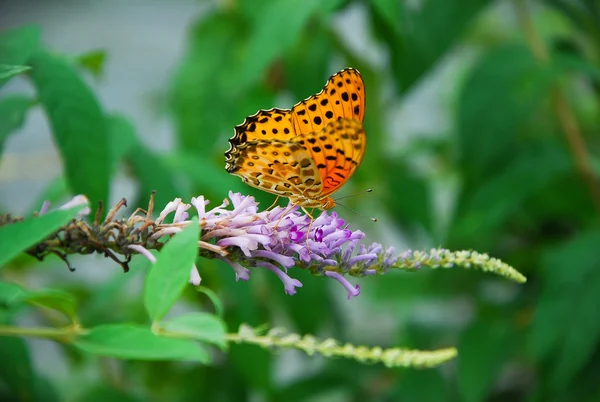 Бабочка и цветок — стоковое фото