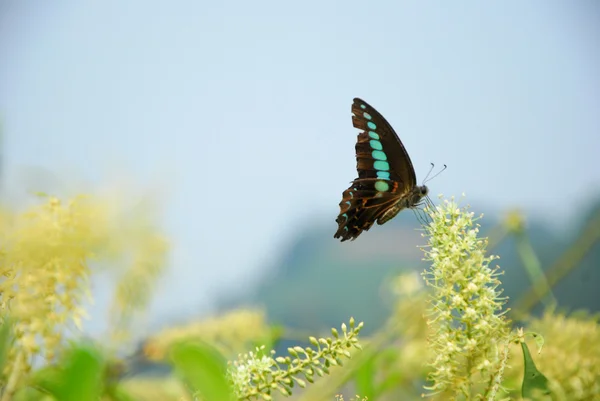 Borboleta e flor — Fotografia de Stock