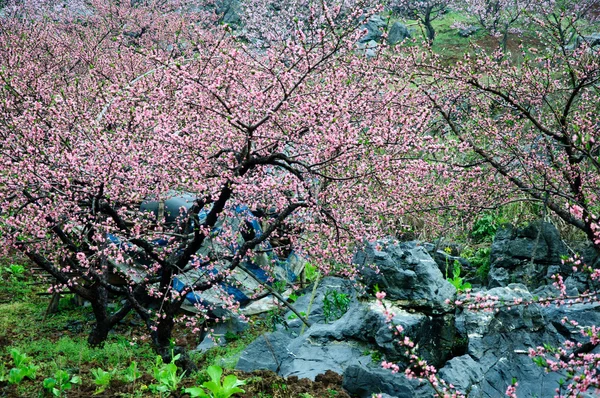 As belas flores de pêssego florescentes na estação de primavera — Fotografia de Stock