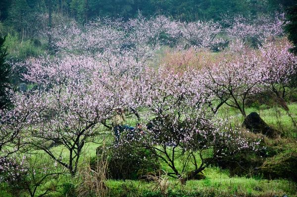 De smukke blomstrende ferskenblomster i forårssæsonen - Stock-foto