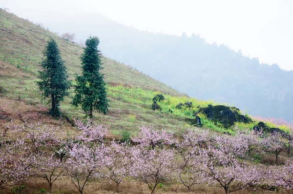 Güzel çiçekler bahar mevsiminde şeftali çiçek açması