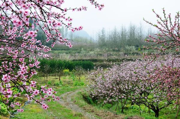 Güzel çiçekler bahar mevsiminde şeftali çiçek açması