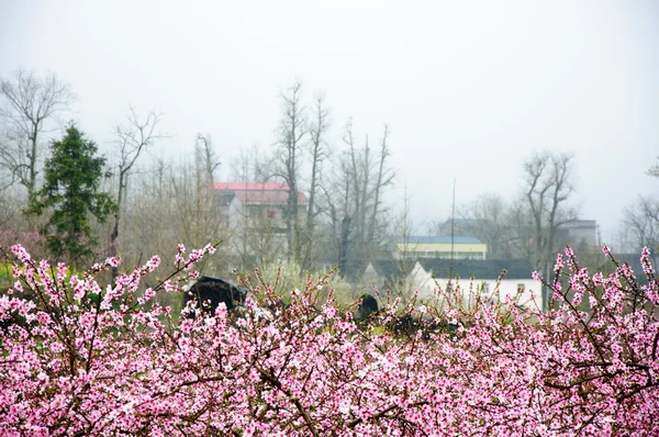 Güzel çiçekler bahar mevsiminde şeftali çiçek açması