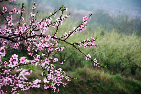 Прекрасные цветущие персиковые цветы в весенний сезон — стоковое фото