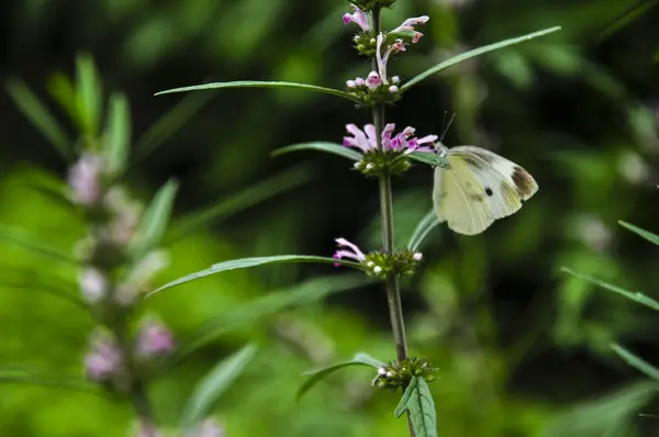 Borboleta e flor na primavera — Fotografia de Stock