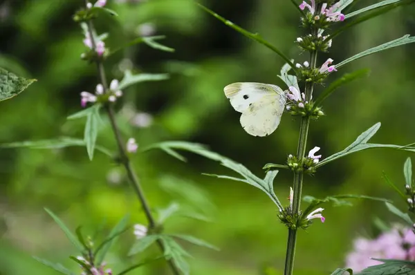 Borboleta e flor na primavera — Fotografia de Stock