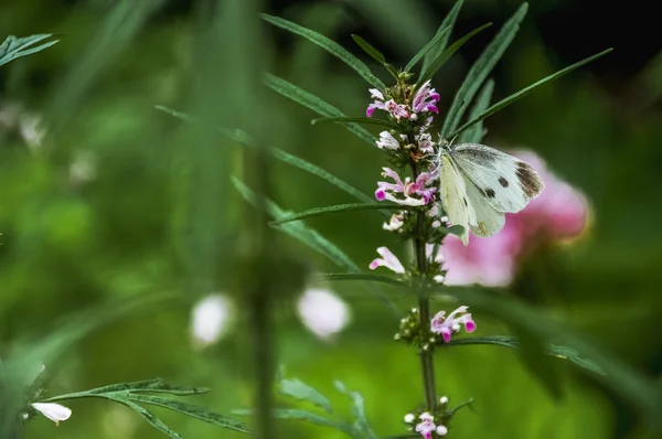 Borboleta e flor na primavera — Fotografia de Stock