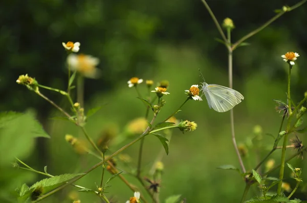 蝶と春の花 — ストック写真