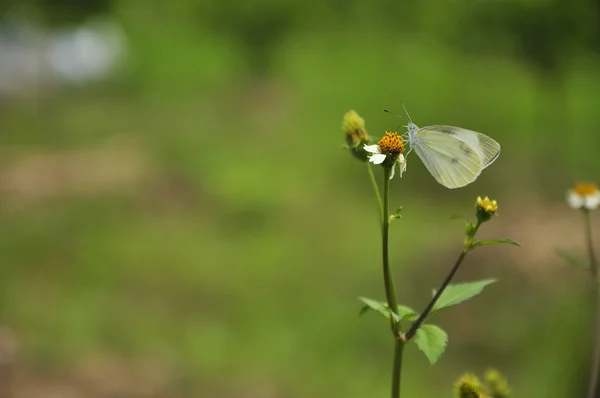 Farfalla e fiori in primavera — Foto Stock