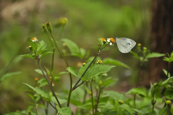 Borboleta e flor na primavera — Fotografia de Stock