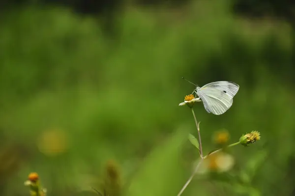 Mariposa y flor en primavera — Foto de Stock