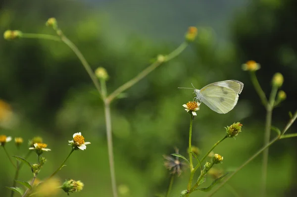 Papillon et fleur au printemps — Photo