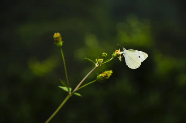 Borboleta e flor na primavera — Fotografia de Stock