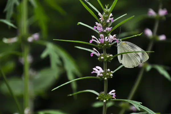 Borboleta e flor na primavera — Fotografia de Stock