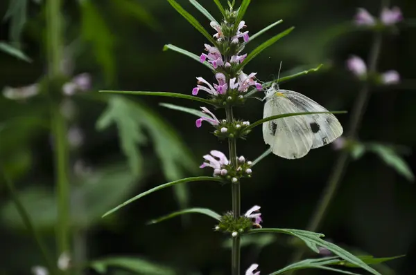 蝶と春の花 — ストック写真