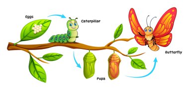 Kelebek yaşam döngüsünün aşamaları doğal bir şekilde bir dalda yumurta, tırtıl, pupa ve yetişkin kelebeği gösterir. Vektör çizgi film illüstrasyonu
