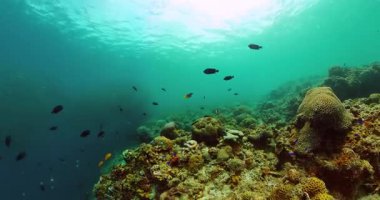 Tropik deniz yaşamının altındaki sert mercanlar. Deniz tapınağı, güzel sardalya koşusu..