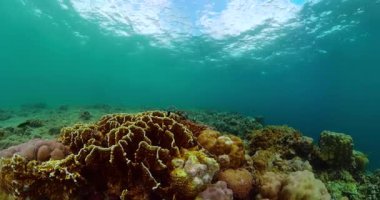 Suyun altında mercan bahçesi, tropikal balık sahnesi. Denizin altında deniz yaşamı.