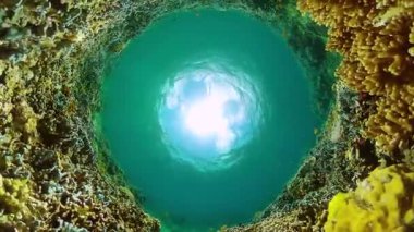 Mercan resifleri ve tropikal balıkları olan güzel sualtı dünyası..