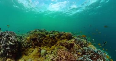 Deniz altında tropikal balıklar ve mercan resifleriyle yaşam.