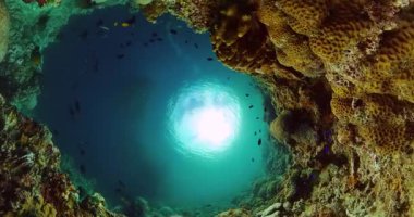 Su altında manzara, tropikal mercan ve balık. Deniz altında yaşam.