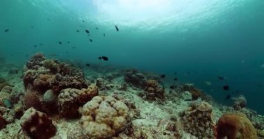 Mercan bahçesi ve tropikal deniz yaşamı. Mercan kayalıkları ve sualtı dünyası.