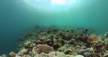 Mercan resifli ve balıklı deniz dünyası. Su altında yaşam sahnesi.