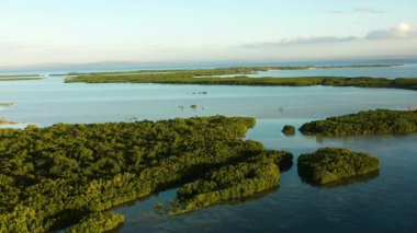 Olango Adası Vahşi Yaşam Sığınağı 'ndaki mangrov ormanının güzel manzarası. Lapu-Lapu, Filipinler. Cebu..