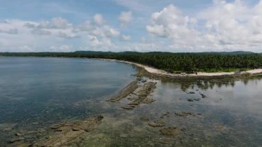 Sakin sular boyunca yoğun hindistan cevizi koruluğu olan Rocky sahil şeridi. Siargao, Filipinler.